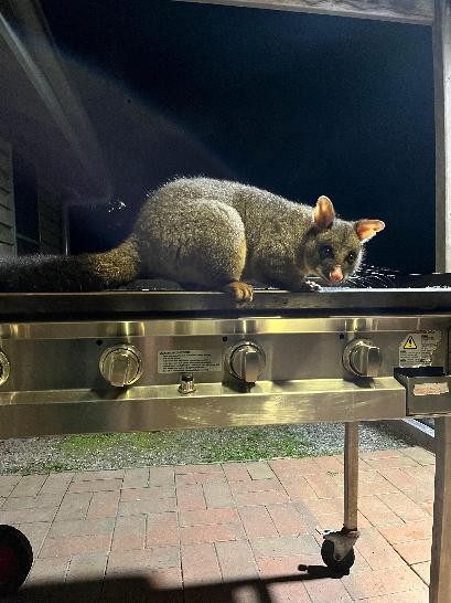 Possum sitzt auf dem Grill